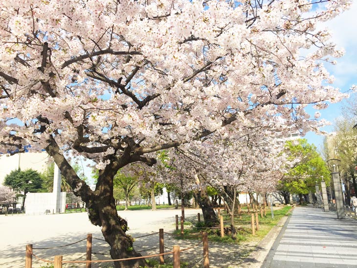 Cherry blossoms in full bloom in Fukuoka City Fukuoka Walks